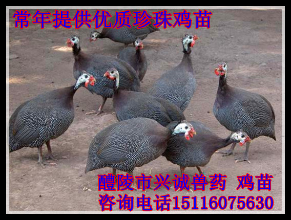 鼦