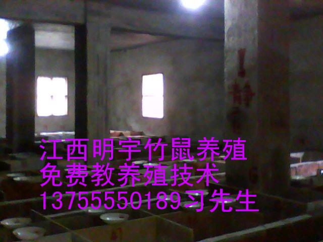 磬Ʒ-ֳЧ