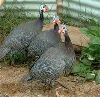 鼦ѰǢ̸