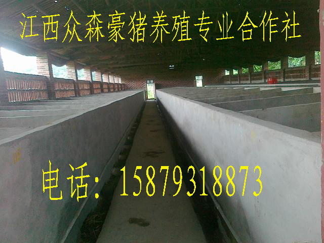 ɭֳ