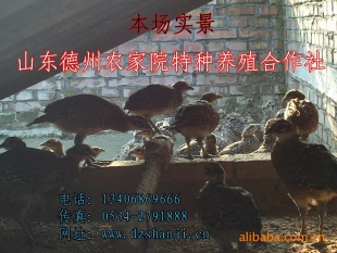 ֳڰβ磬Ʒּȣ