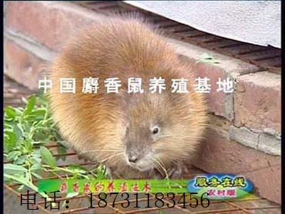 ũ¸ҡǮЧֳ