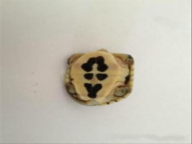 Ӧʯ