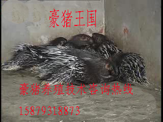 Ӧл