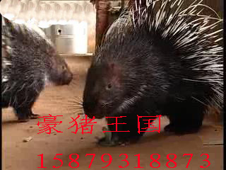 β