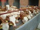 西门塔尔牛种牛肉牛小牛犊