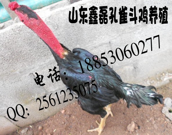 ȸ
