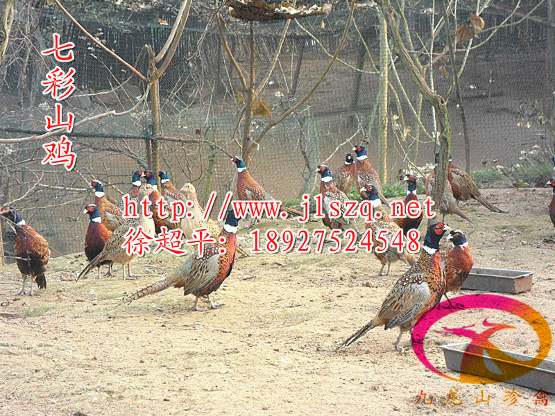 ຣҰ磭鼦磭ṩ