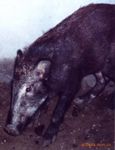 ۾ʹҰСУ