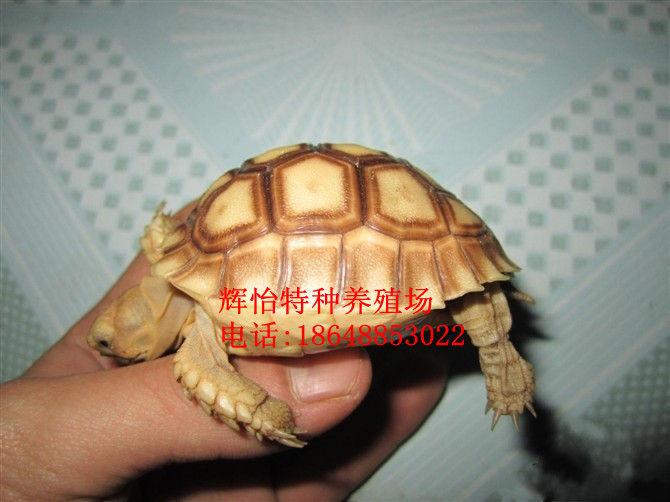 Ӧ۰չ