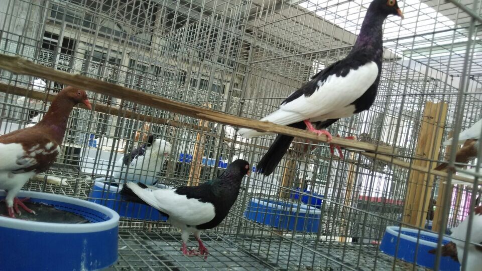 乌鲁木齐大鼻子观赏鸽品种大鼻子价鸽