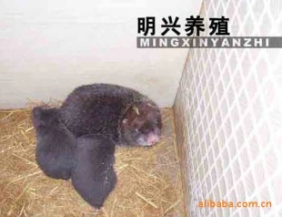 ػ硢Ʒ