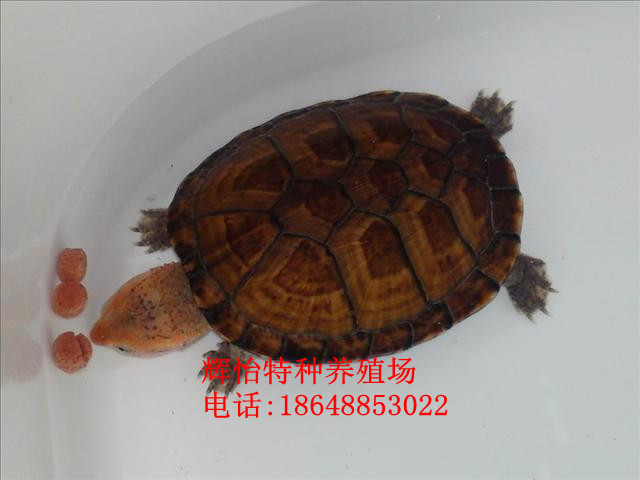 Ӧۺ浰