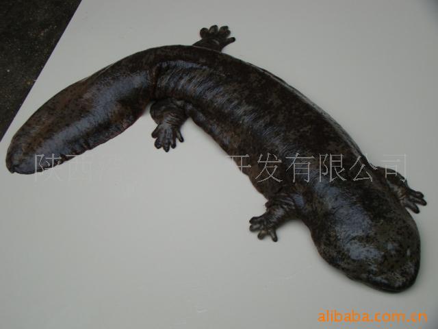 Ʒ