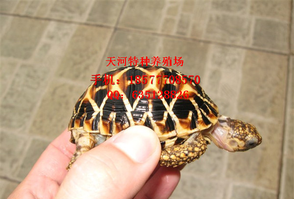ͼ۳ӡǹ,ֹ