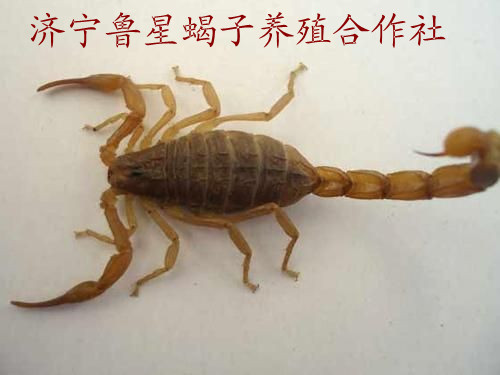 ɽЫֳ|Ы|Ыֳ|³Ыֳ