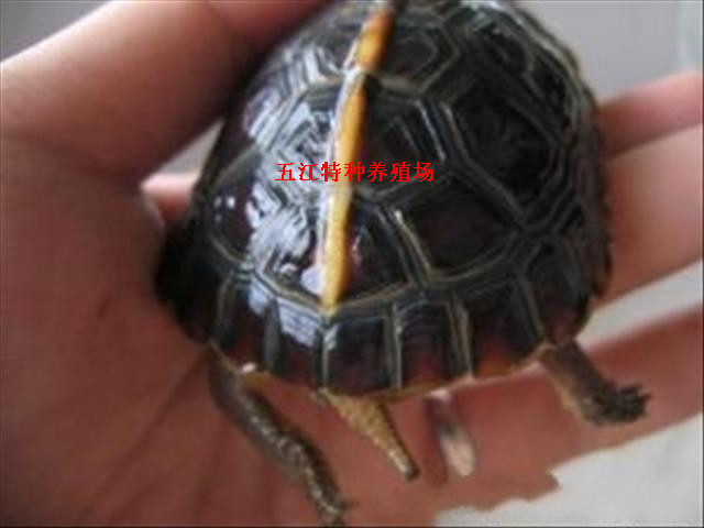 ǳɻԵ