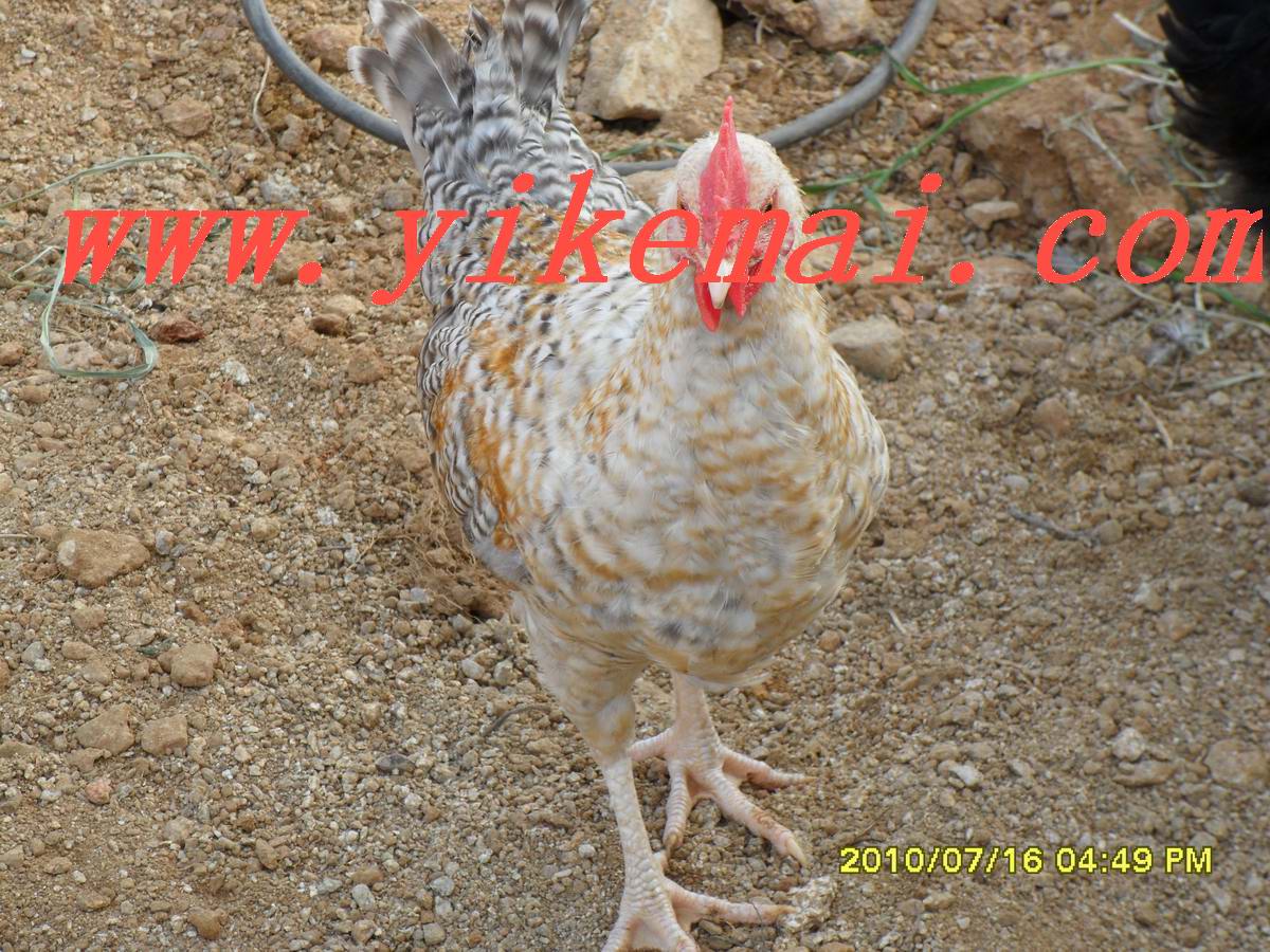Ԥ2011̿ǵ«