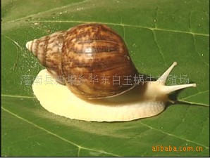ţ