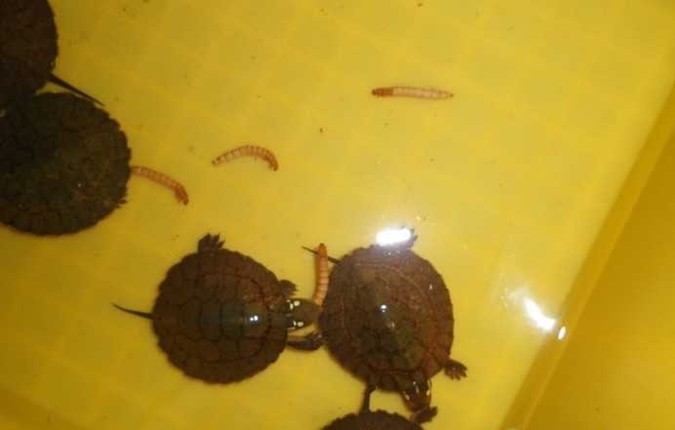 ۹