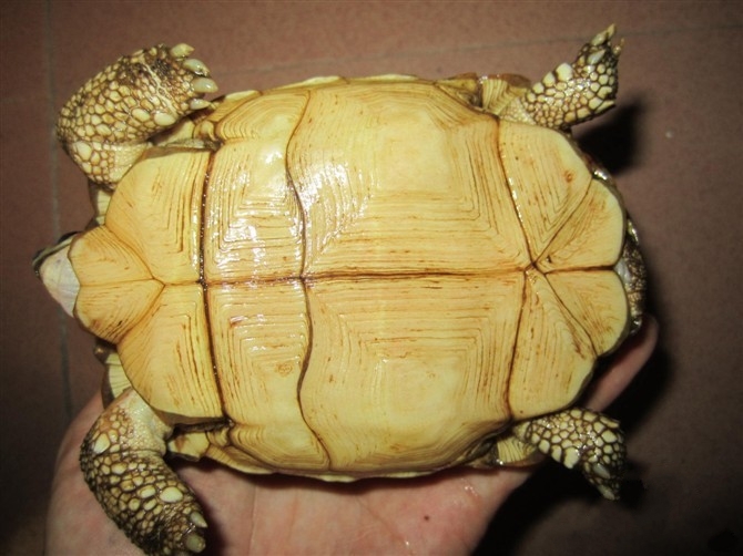 ͼ۳۴