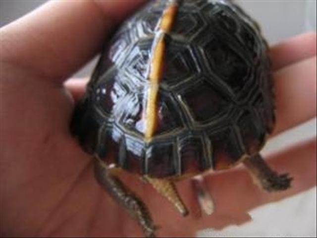 ӦǳɻԵ