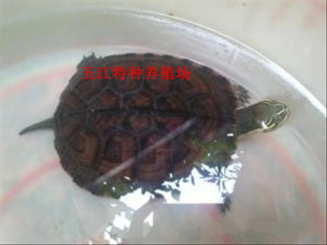 ۰Ϲ