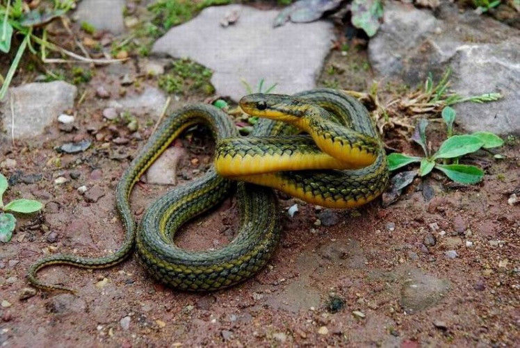 ݸߣߣֳ