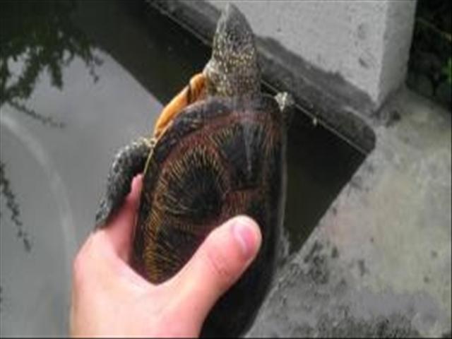 Ӧŷ