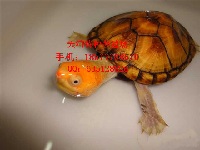 ͼ۳ۺ浰,ֹ