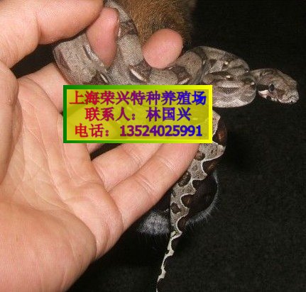 Ӧβ