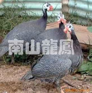 鼦