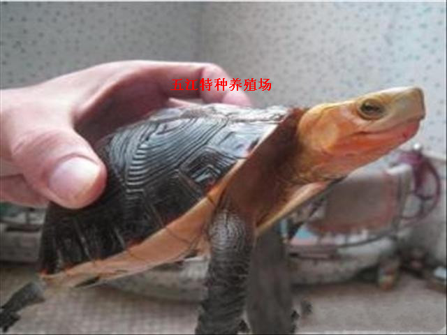 ۺֻԵ250Ԫ