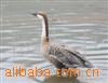 ĴɵĴ