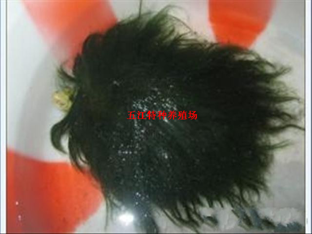 ۻƺֹë550Ԫ