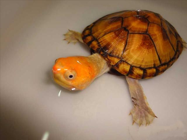 ͼ۳ۺ浰