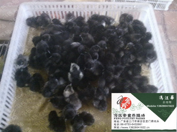 2鼦ɽ緢