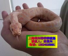 Ӧƽ