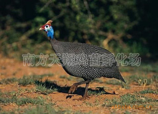 鼦