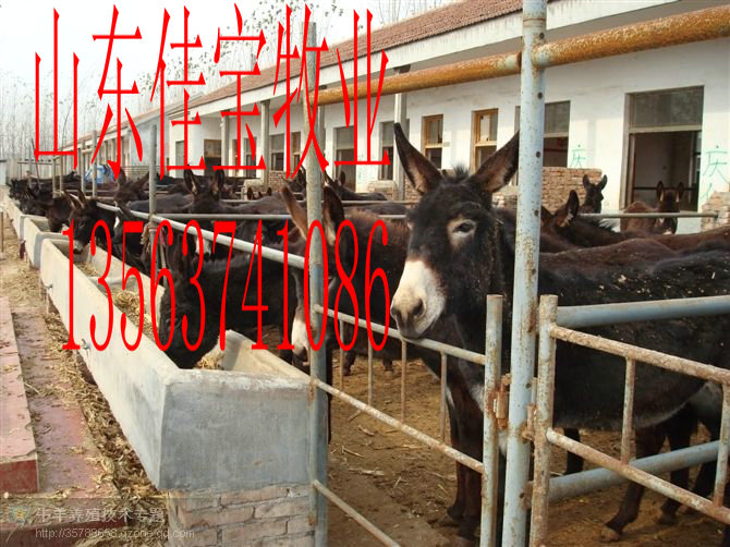 ţɱɽѱҵֳ
