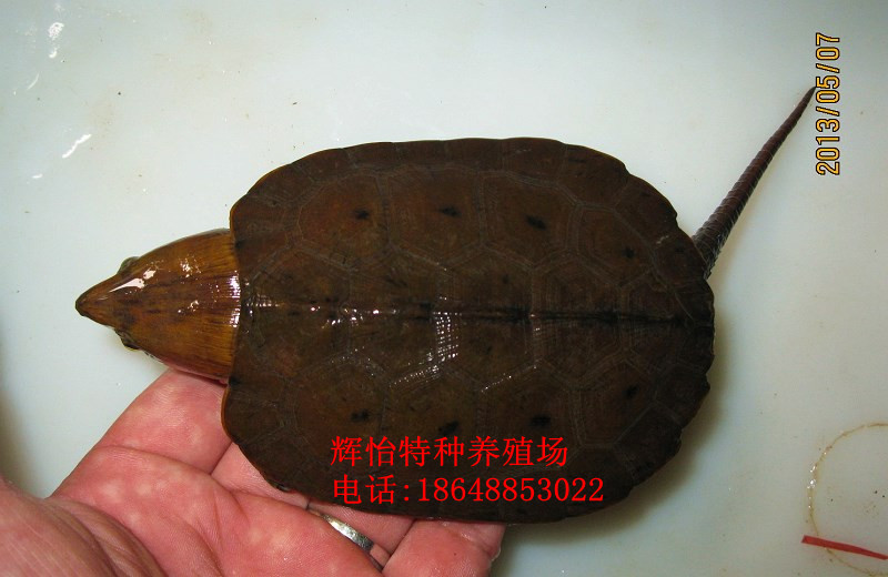 Ӧӥ