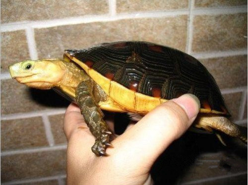 ӦԵ