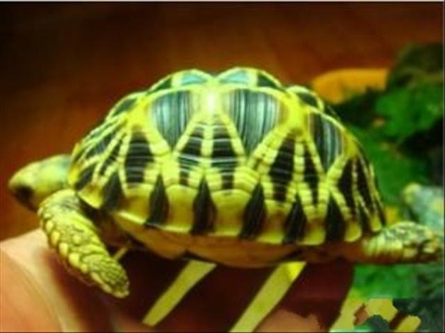 ǹ