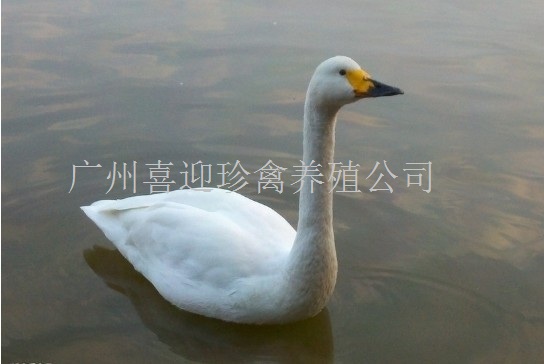 ۸