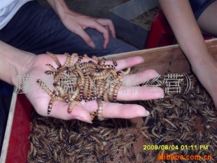 в޷ܱЫİͰϳ