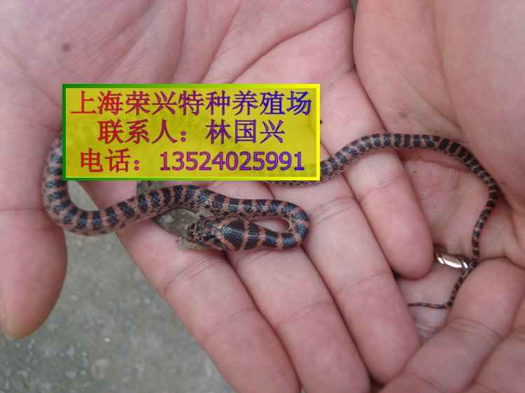 赤链蛇