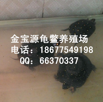 Ӧǵˮ/۸/ֳ/ǵ