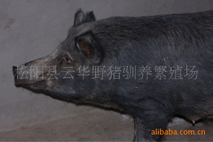 ҰҰУˮҰأ