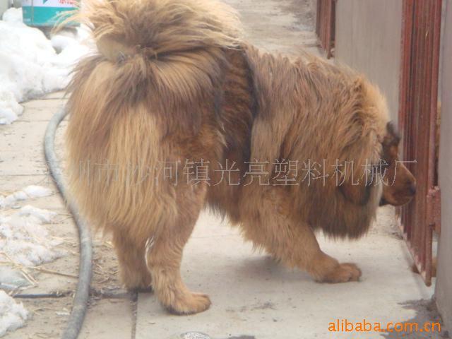 ᣬ
