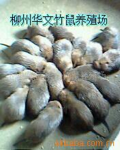 Ұֳ磬ֳ